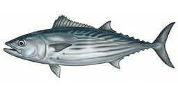 Bonito del Norte