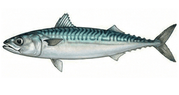 Caballa