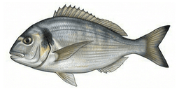 Dorada
