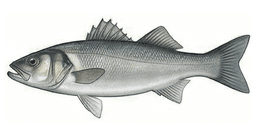 Lubina