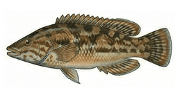 Maragota