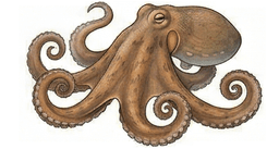 Pulpo