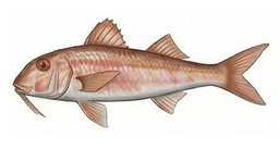 Salmonete