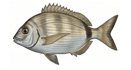 Sargo
