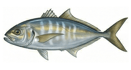 Serviola