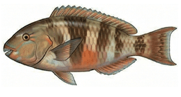 Vieja